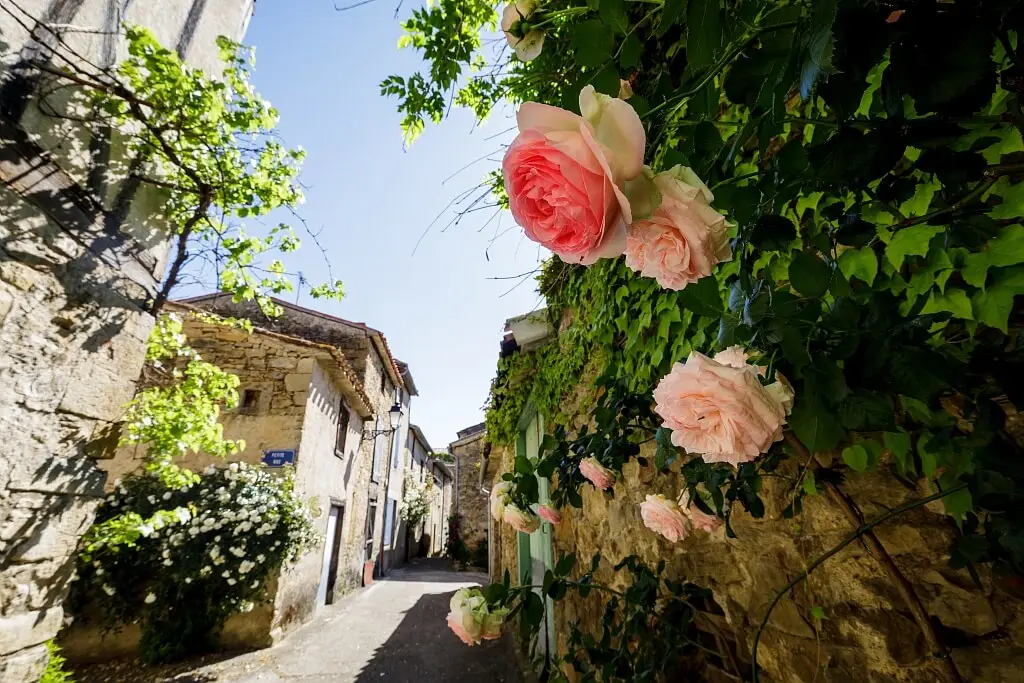 Camon les roses