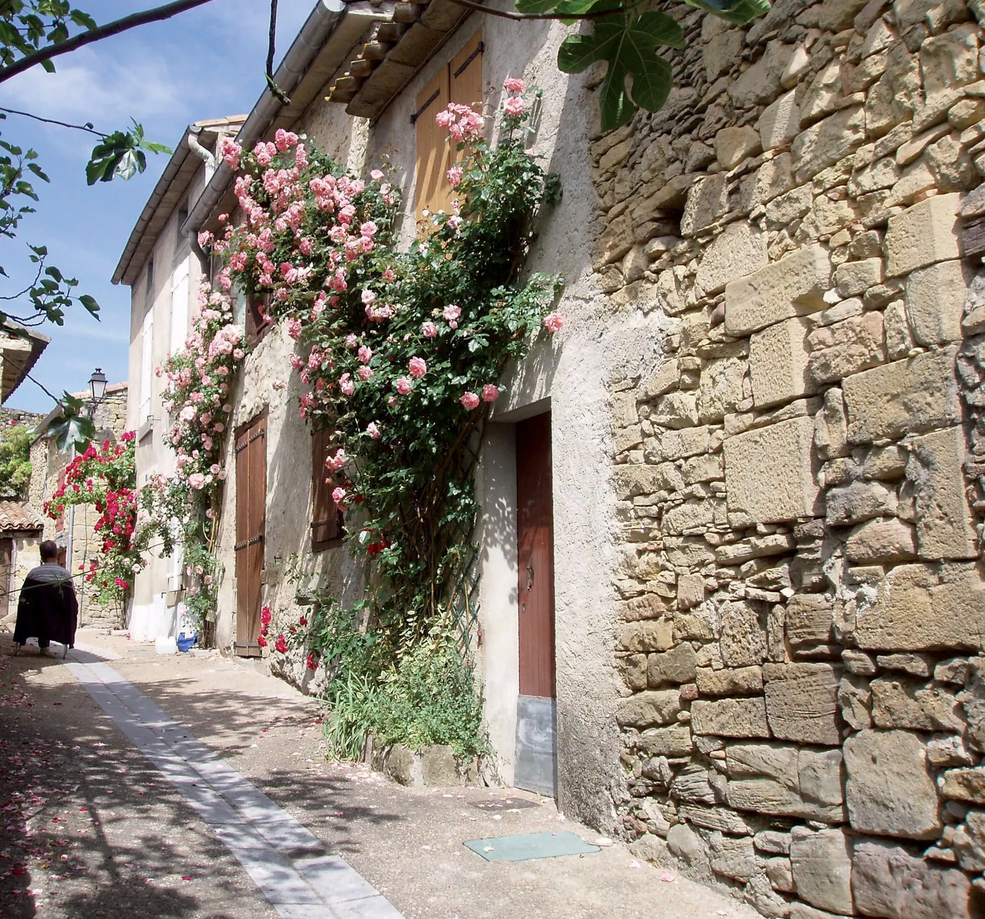 La rose précieuse de camon-