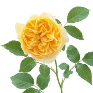 Urban Game Rose Camon