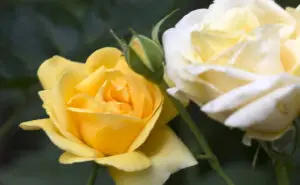 Urban Game Rose Camon